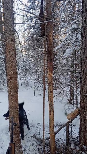 натаска щенка лайки