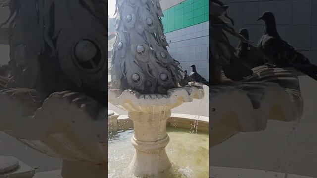 #ЖИЗНЬ вокруг нас #купание птиц #природалучшийхудожник