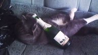Котэ аристократ!