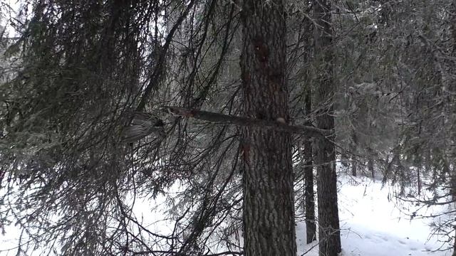 ТАЕЖНЫЙ. ПРОРЫВАЮСЬ К КАПКАНАМ. УДАЧА НА ПУТИКЕ.С ТРУДОМ ДОБРАЛСЯ ДОМОЙ. ЖИЗНЬ В ТАЙГЕ. 20211103