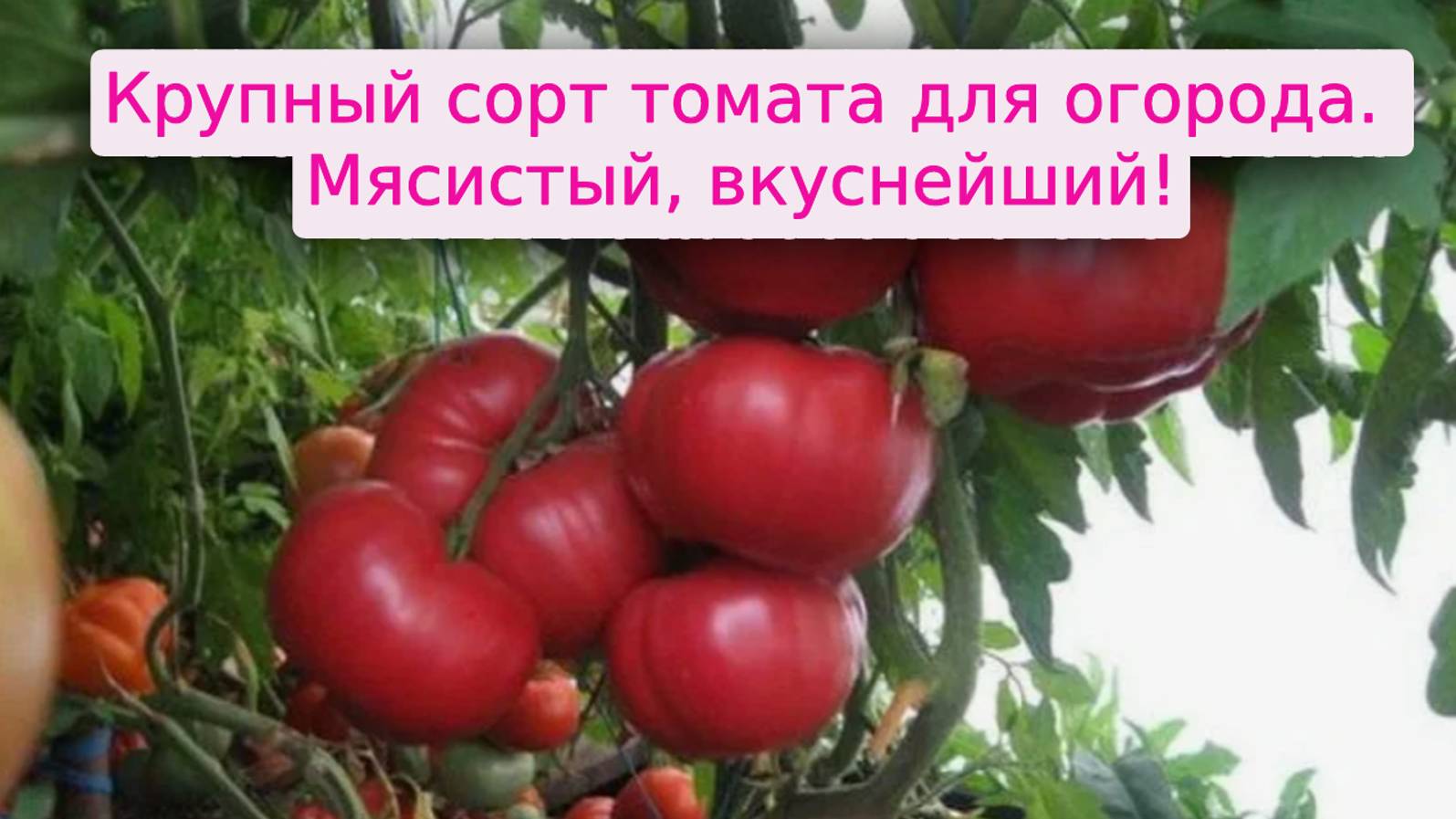 Томат Добрыня Никитич - Крупный сорт томата для огорода. Мясистый и вкусный