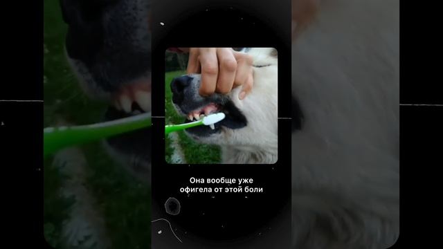 Может поэтому ваш питомец плохо ест?