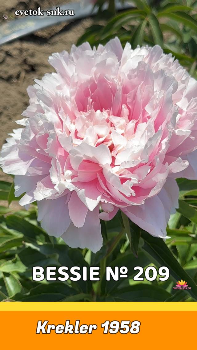 Пион Bessie. Цветение 2024 года / Сад Ворошиловой