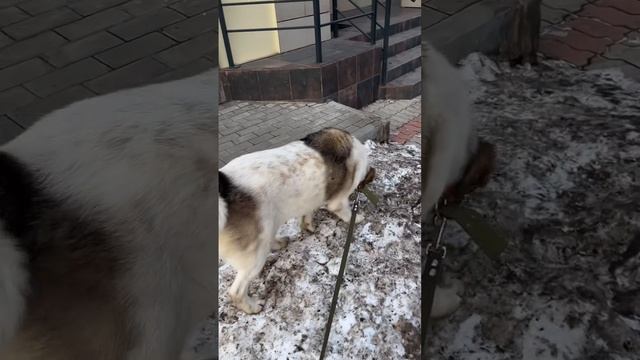 Мулана