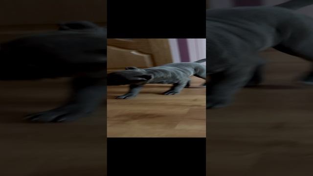 Зайчик скачет