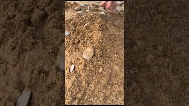 Машина для очистки песка собирает капли мазута в районе Севастополя