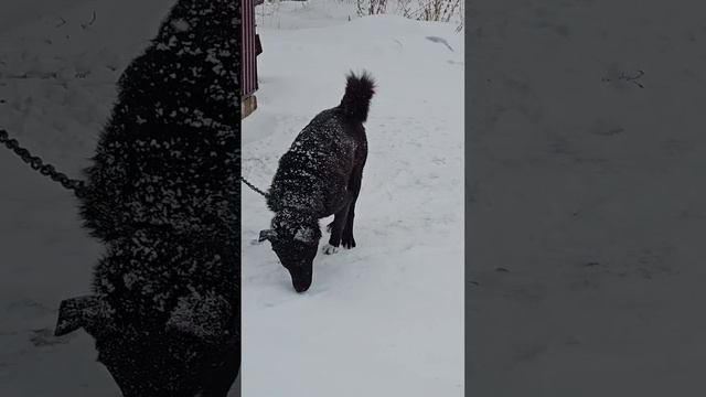 Снегом стать