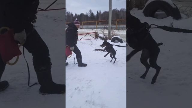Protect Your Family with EXPERT Doberman Guard Dog Training!#dog #dogs #doberman #собаки #собака