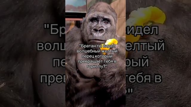 ГОРИЛЛА