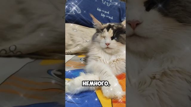 Грация, красота, стиль. #мейкун #cat #мейнкун #кот #кошки #мяу #мяумяу #кошка #кошкавдоме #мурр