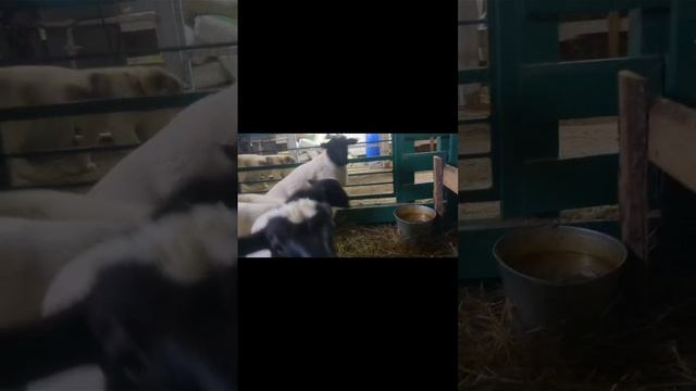 продаётся бараны ягнят чистокровный допёр