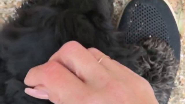 Нашего Рудика больше нет с нами😔
#собака#спаниель#друг