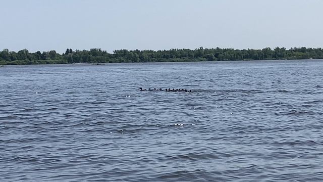 утиное семейство переплывает Волгу