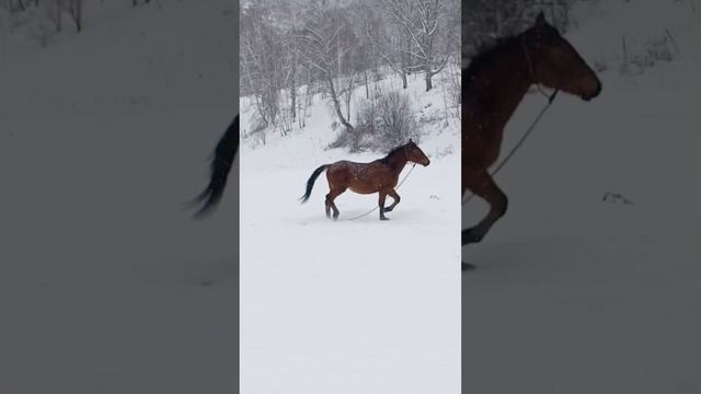 Кони на Алтае.mp4