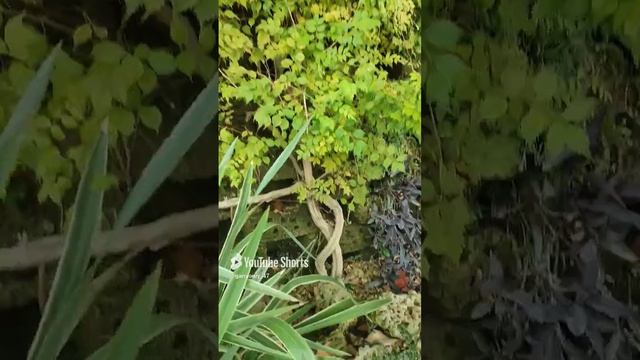 Очень интересное решение.