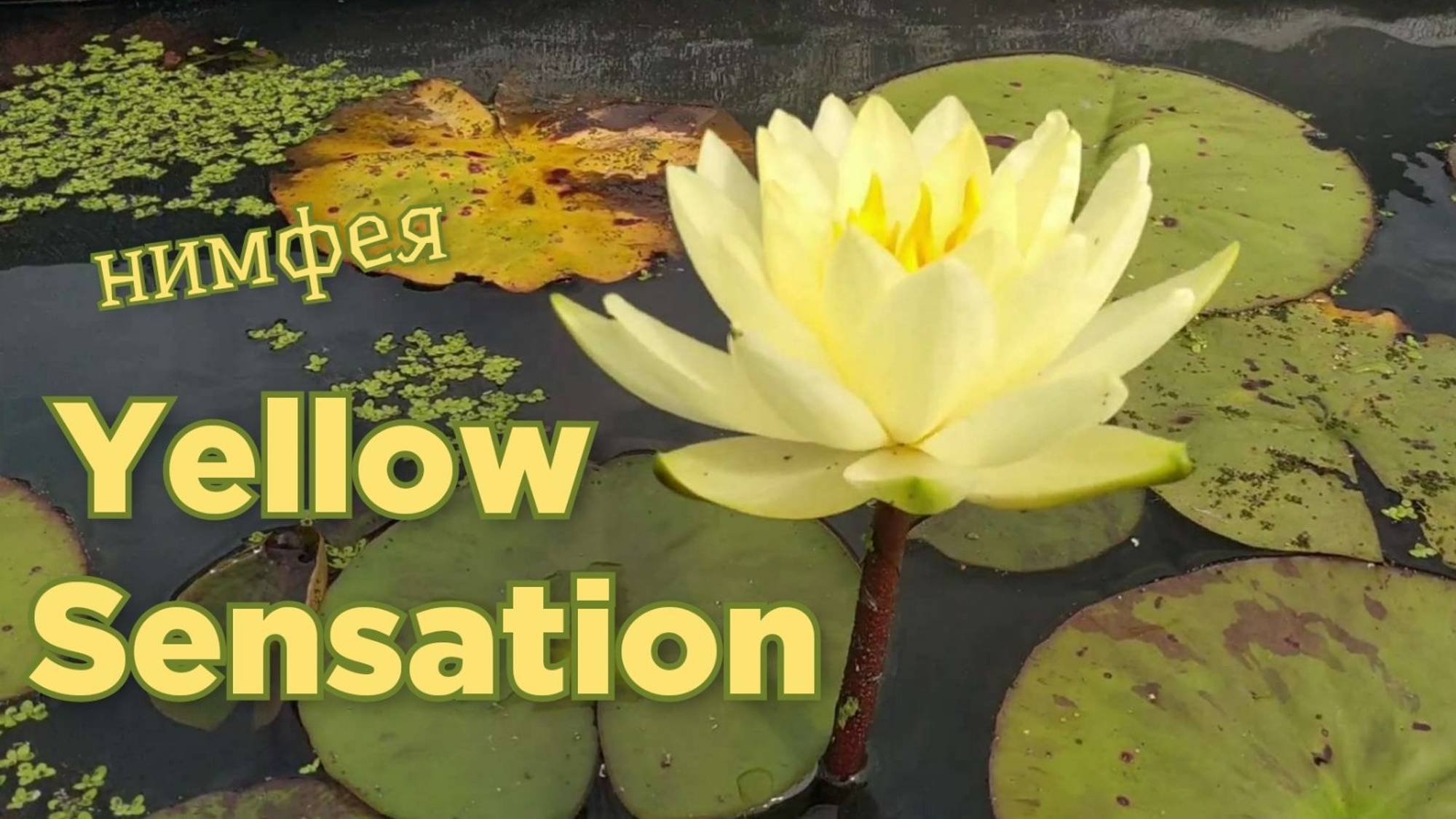 Кувшинка (нимфея) Елоу Сенсейшн.   Water lily (Nymphaea) Yellow Sensation