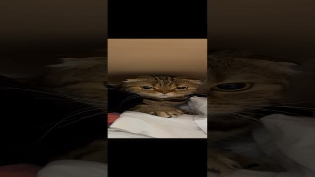 Шотландская вислоухая кошка в шкафу 🐱