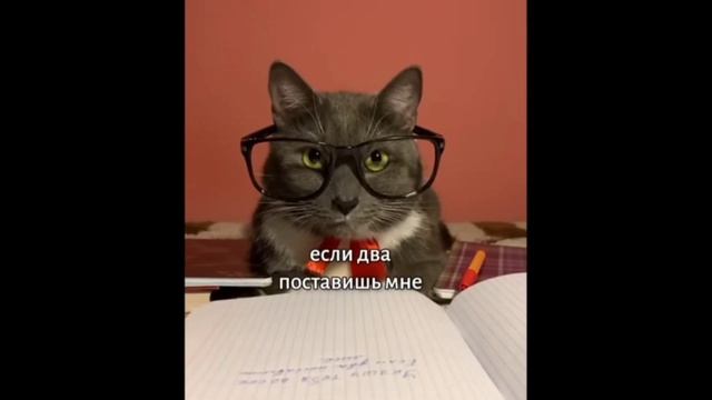 ЕСЛИ БЫ КОТИКИ ХОДИЛИ В ШКОЛУ ЛОТКОВ СНОВА В ДЕЛЕ @kotiynet