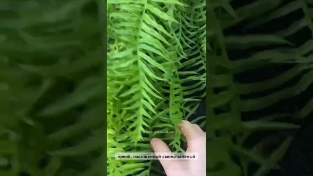 🌱Новый папоротник
Папоротник свисающий 100 см.