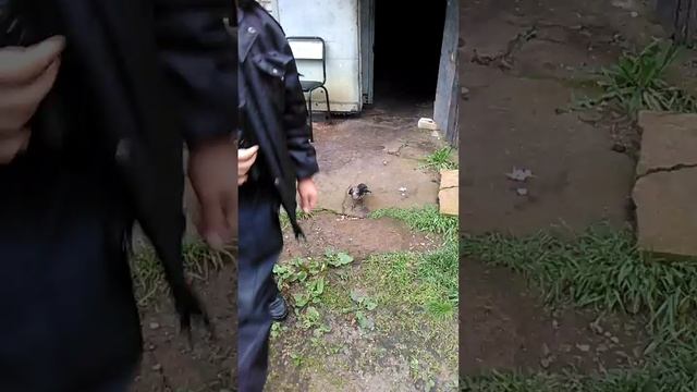 Карлуша