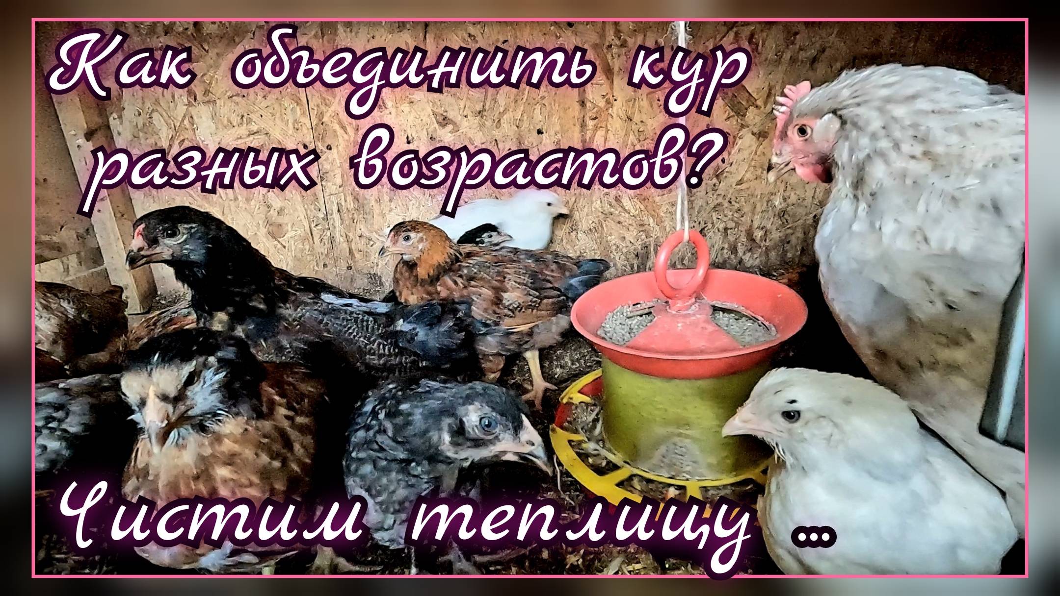 Чистим курятник - теплицу зимой. Как объединить кур в одно стадо.