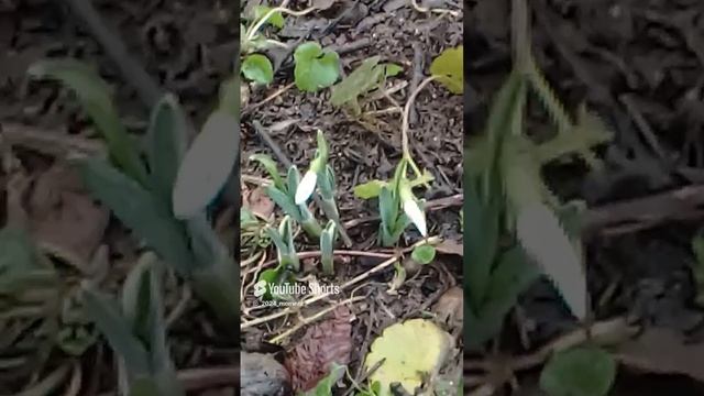 подснежники на Крещение