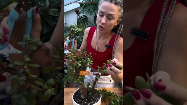 -Главное - храбрость! Обрезаем толстянку