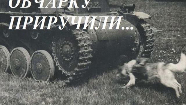 ОВАЧАРКУ ПРИРУЧИЛИ... Великой Победе посвящается