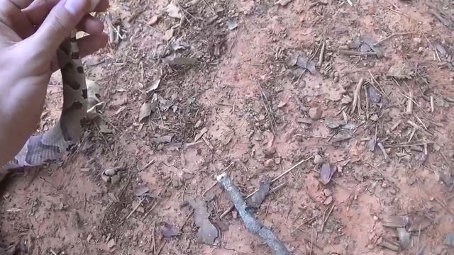 mating pair of copperheads