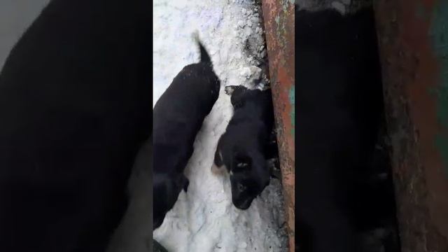 Щенкам грозит гибель в жутком Черепаново.mp4