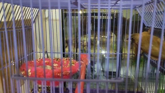 Возврат птенцов после кольцевания. Японские амадины