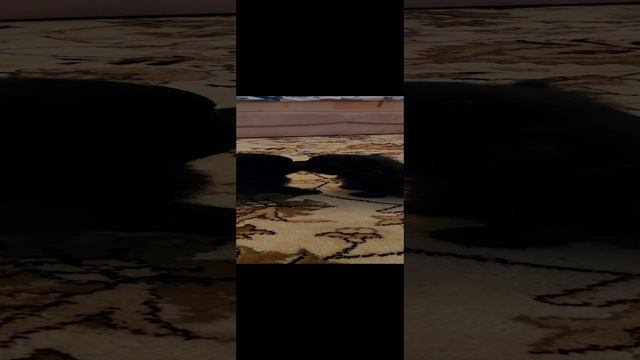 1000076331.mp4