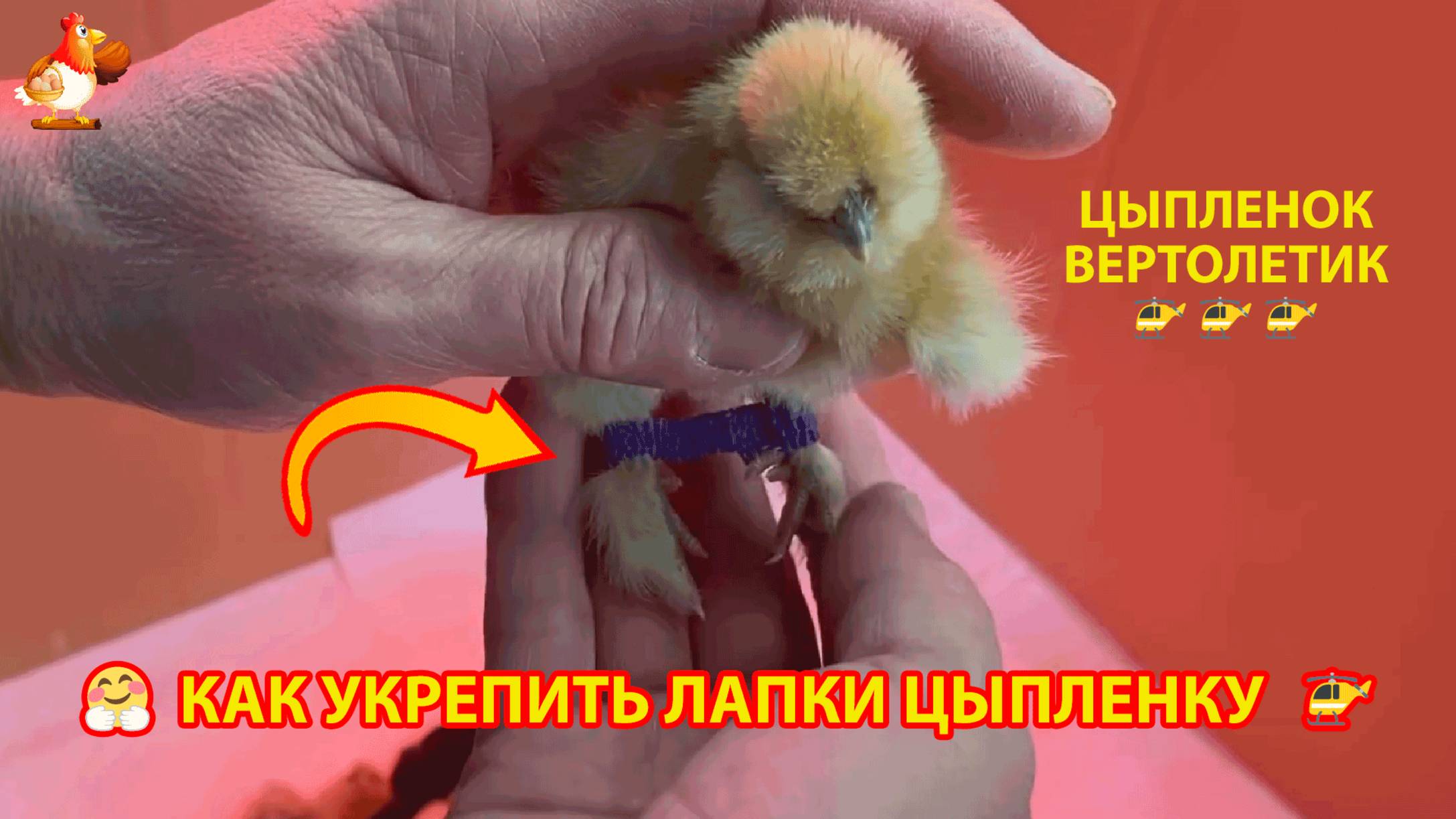 Цыпленок вертолетик и как укрепить лапки эластичной лентой 🐥🤗❣️