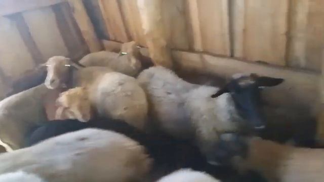19 июня. Небольшой обзор ягнят. Глажу и привязываю Цезаря. Таскаю траву