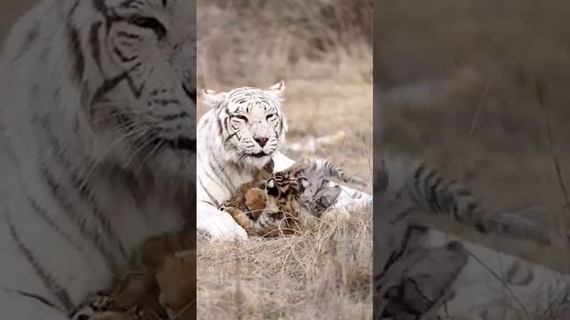 🐯 Тигрята — мамины спутники на долгие годы!