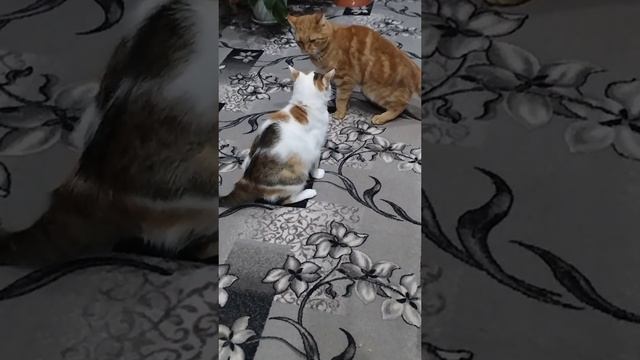 #рыжийкот #любимыйпитомец #диалогкотов #четырелапы #Проказник #ссоракотят#приколыкотов#котейка #🤗💕