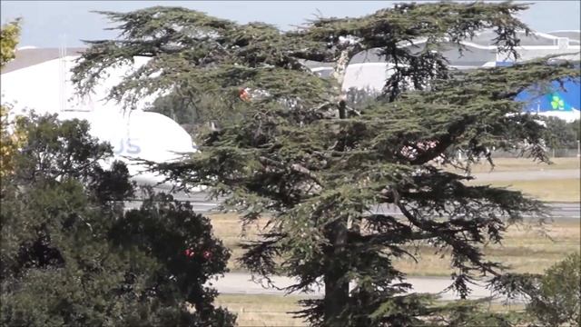 Beluga 4 Airbus A300-600ST Take Off from Toulouse Blagnac airport RWY14R