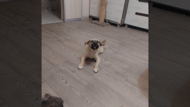 Щенок Тарзан ищет дом 89289010708