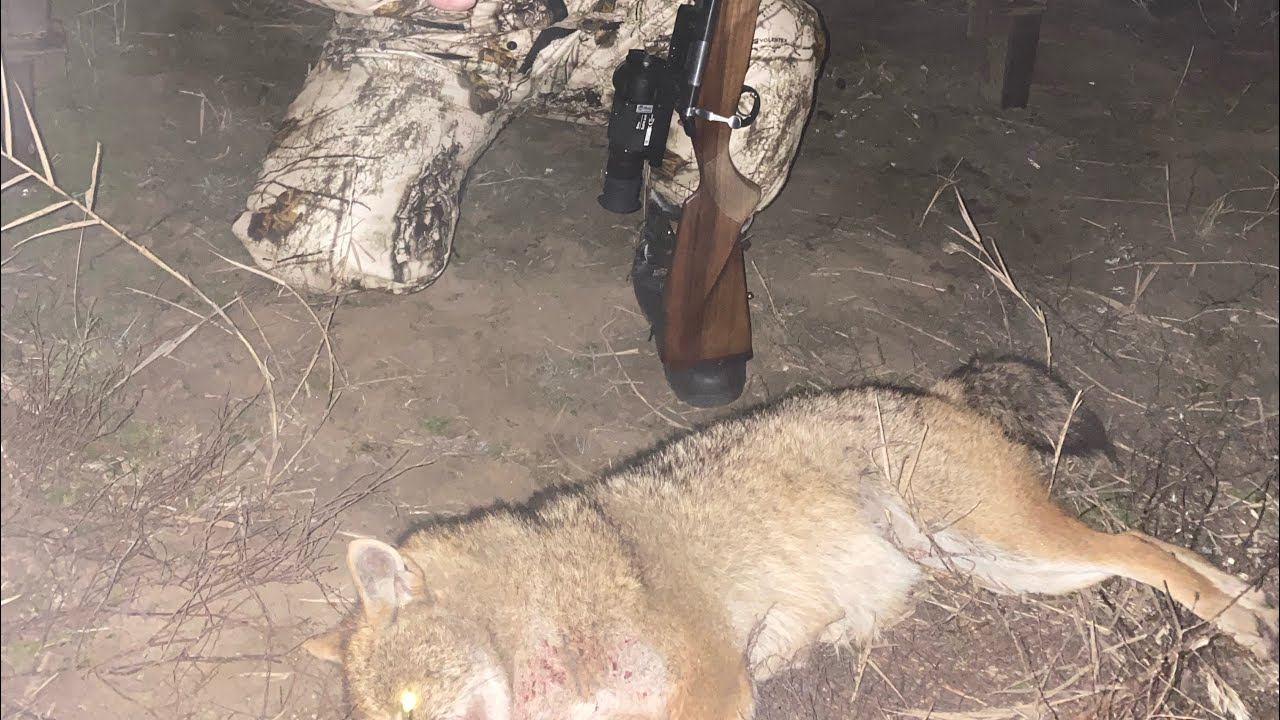 Шакал вышел из тумана и не стало вдруг шакала.