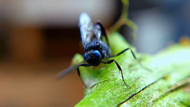 Avispa Evania
