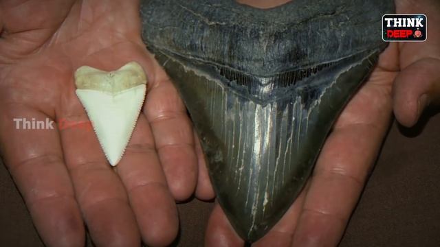 Megalodon VS Livyatan ఏది గెలుస్తుంది? | TOP 10 INTERESTING FACTS IN TELUGU | THINK DEEP