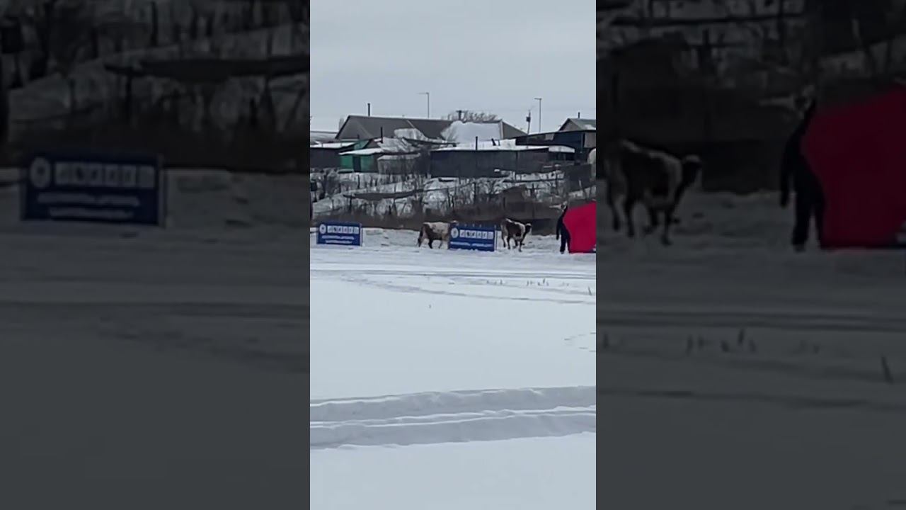 ШОООК КОРОВЫ ААААА