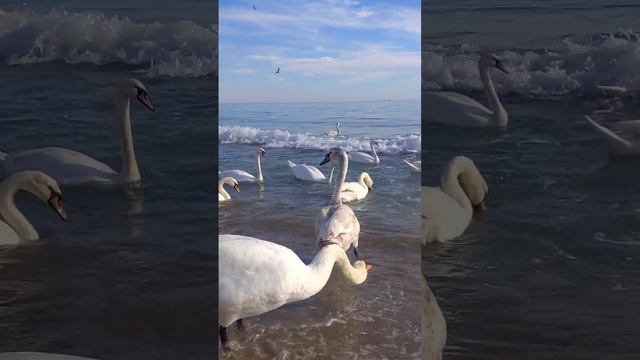 Привет из Крыма❤️🦢