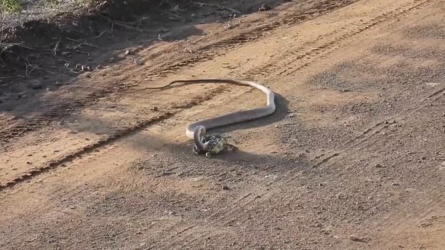 Змея и жаба. Snake vs. frog