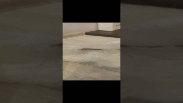 котик