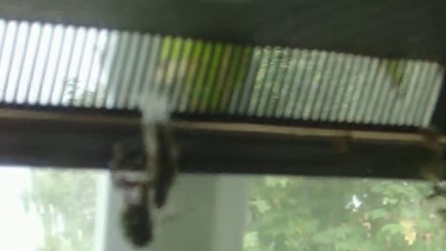 Wespenspinne wickelt Heuschrecke.MOV
