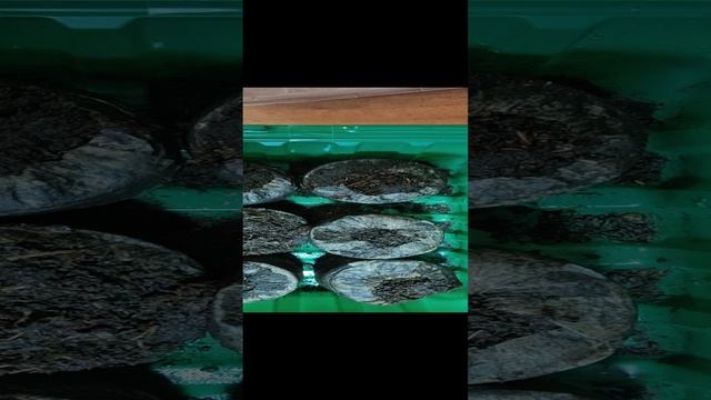 Начинаю дачный сезон: сею пеларгонию