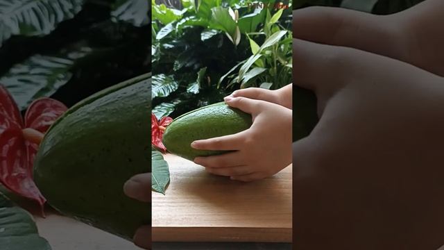 Cutting Super Big Alligator Avocado Fruit