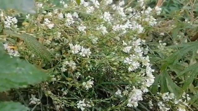 Икотник для поджелудочной железы