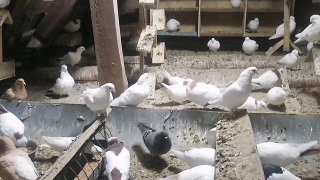 Голуби шейки г Нурлат